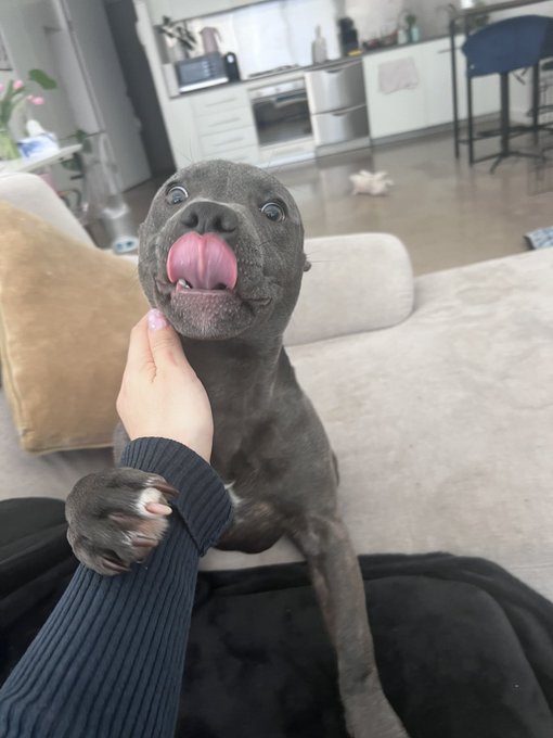 Mercs dog is crazy! But so cute! This is Junior https://t.co/FNV0MLUBFS<a href="/tag/erastour"class="tags"><span>#erastour</span></a>