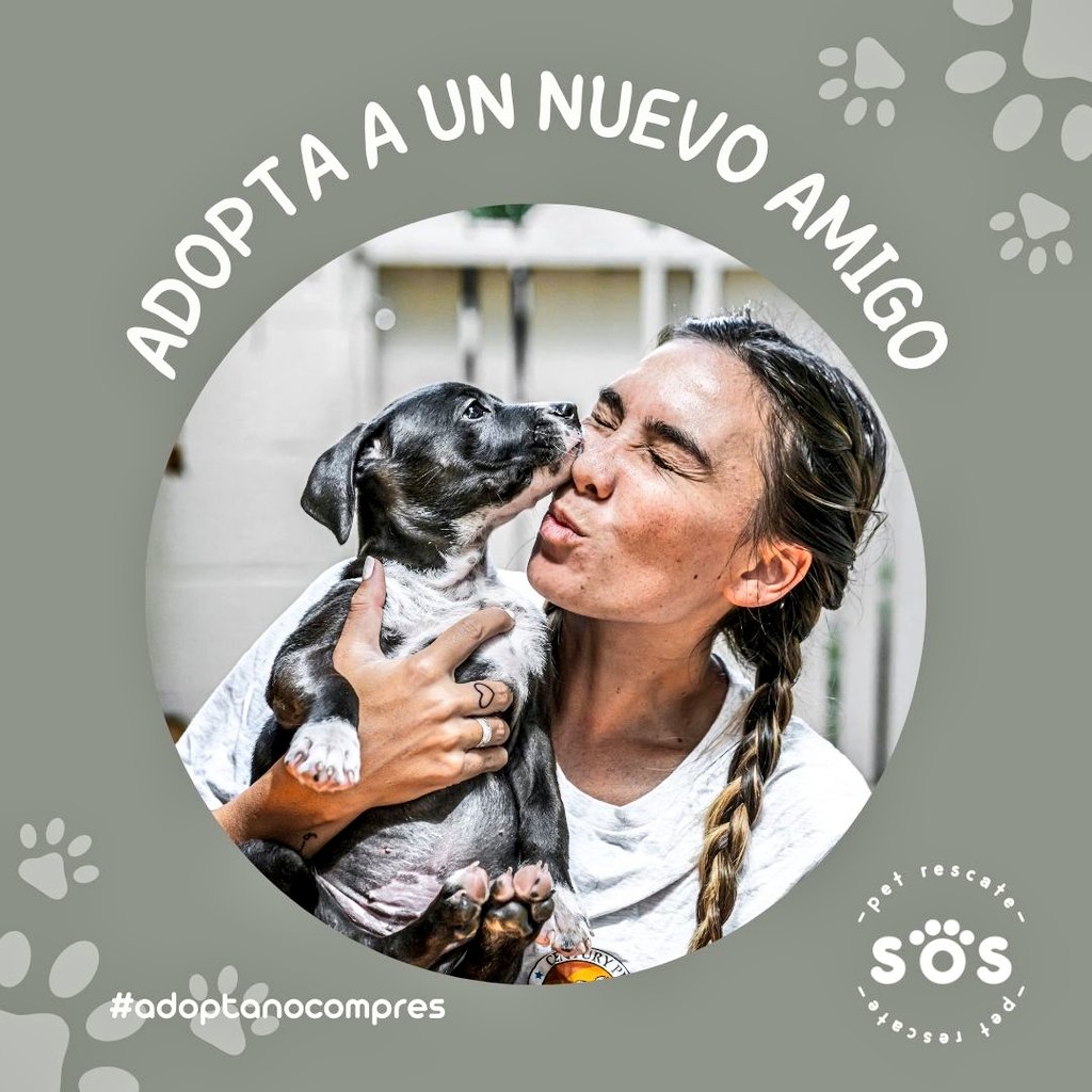 incondic_peru's tweet photo. CACHORROS EN ADOPCIÓN
Amigos estos pequeños están listos para irse a hogares amorosos y responsables. No tenemos albergue y solo tienen hospedaje hasta el jueves.
Por favor ayuden a difundir sus fotos para que no regresen a la calle, informes al WhatsApp 984 067 689.
#adopta 💞🐶 https://t.co/uowCODF173