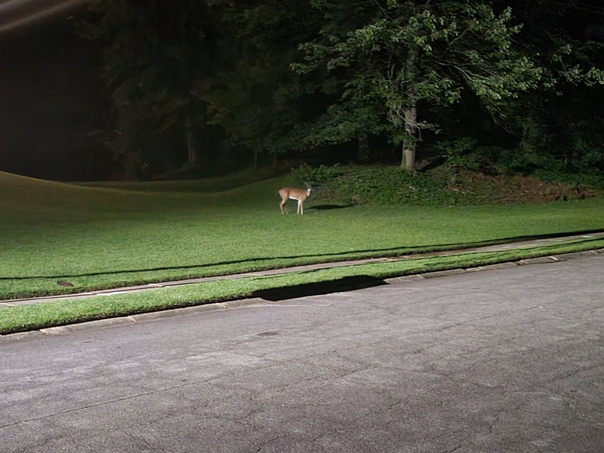I was taking a night walk. Saw this little guy.