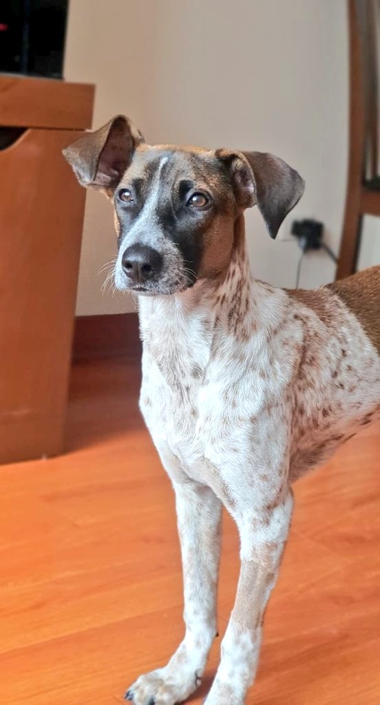 incondic_peru's tweet photo. CACHORROS EN ADOPCIÓN
#Emma
Vacunada y esterilizada, siete meses, es amorosa, tierna y compañera.
#Yaco
Vacunado y castrado, siete meses, es muy cariñoso  y compañero.
Ambos son más pequeños que un perro mediano.

Informes sobre los requisitos de adopción al WhatsApp 984 067 689. https://t.co/sR3YS3RVd6