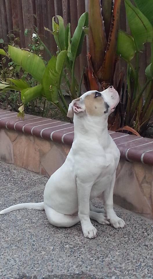_sunnynijjar's tweet photo. R.I.P. Max Nijjar💔
02/22/2015 - ♾ https://t.co/8jcPLNMo23