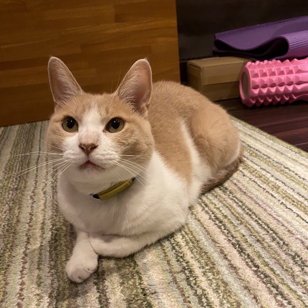 çhįkö tweet media