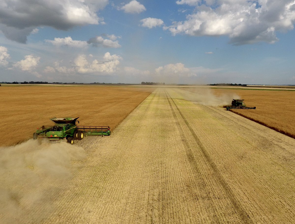 A wonderful #harvest22 crop of <a href="/DEKALB_Canada/">DEKALB Canada</a> 82SC #canola. No pod shatter or drop. <a href="/DougWahl/">Doug Wahl</a>