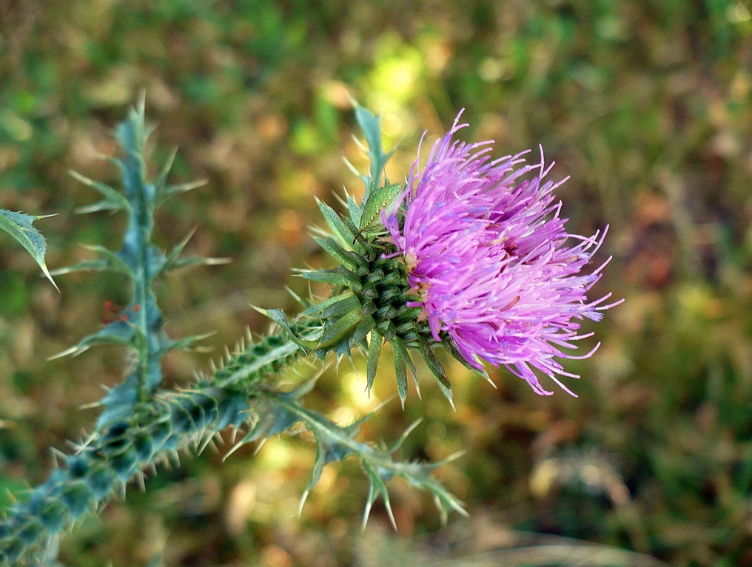 ResearchGenome's tweet photo. Interested in plant genomics?
https://t.co/lOg31JJde1
#PlantSci #Genomics #Bioinformatics #FascinationOfPlantsDay #DNADay22 #AcademicChatter #ScienceTwitter #ReTweet #OpenScience #WomenInSTEM #OpenAccess #WomenInScience #WomenWhoCode #100DaysOfCode #DataScience #PhDchat https://t.co/WM2HNLN4s0