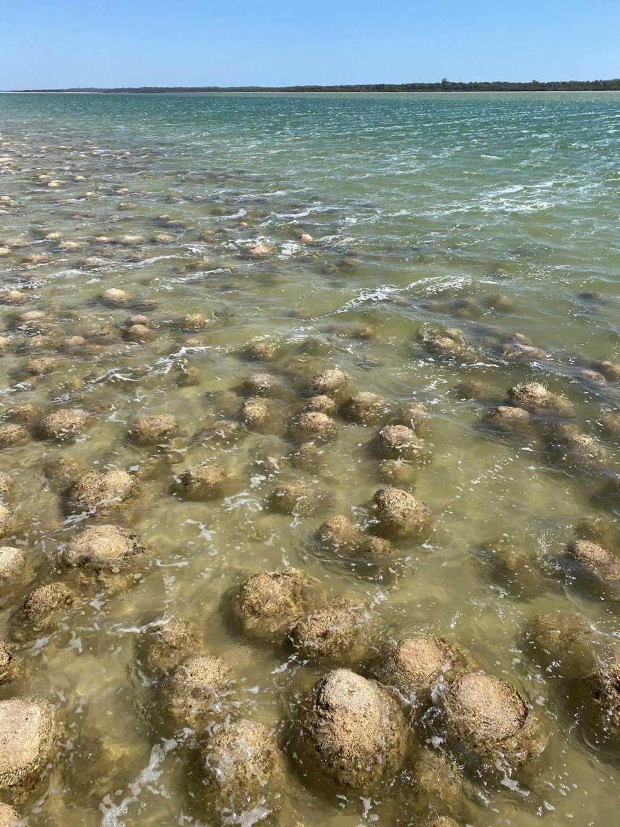 Australian Regolith Geoscientists Alliance tweet media