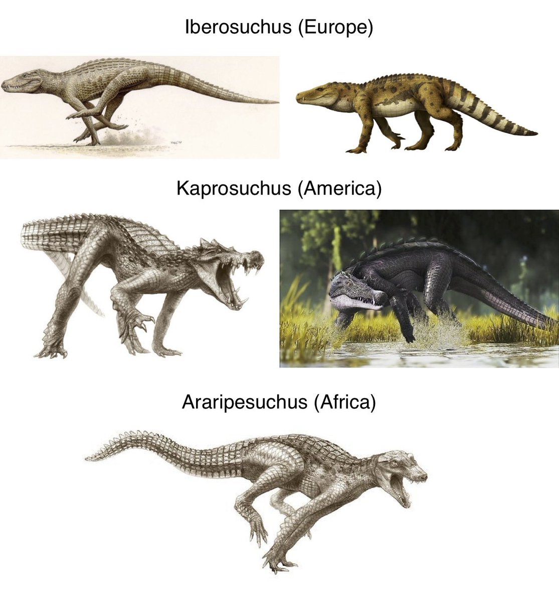 1stLtHChurch's tweet photo. @GatorsDaily Look at these guys. They're so cool looking. They were likely cold blooded like other crocodylomorphs, which meant they probably could only do short bursts of running, but still. They basically walked like a dog and could 100% run and caught their prey like that. It's so cool https://t.co/WrUFjvO2Yv