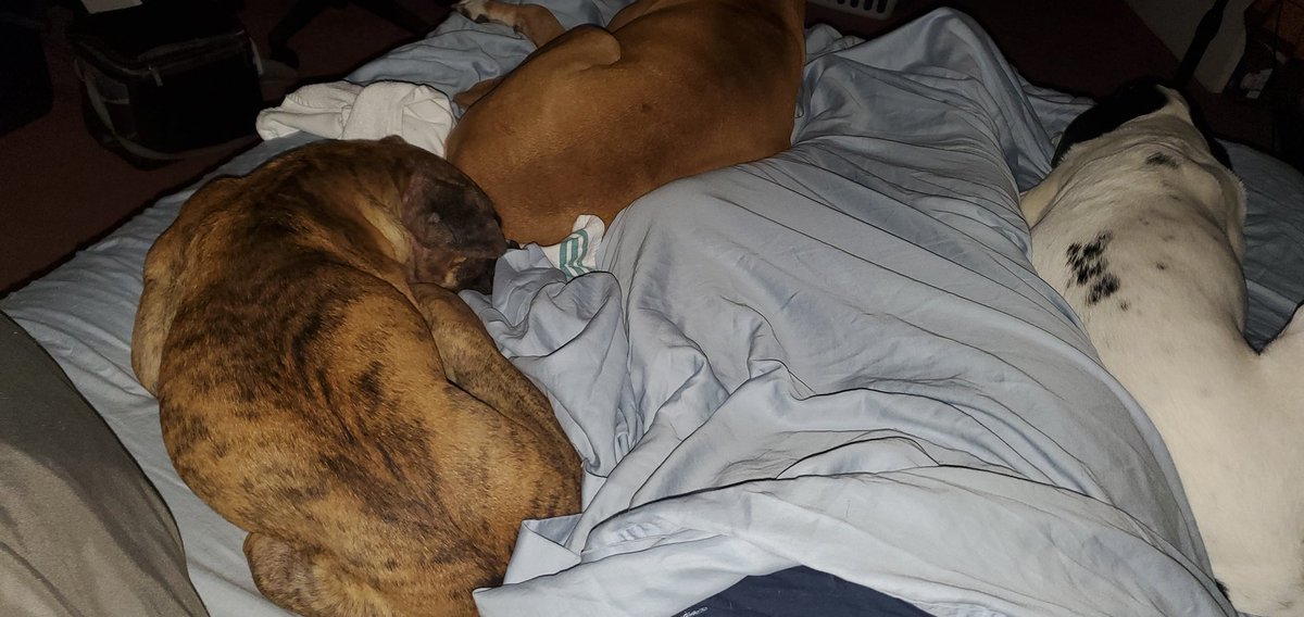 MonkieRocGaming's tweet photo. So, this is my current situation. #dogsoftwitter
Usually, its just Dairy (white 1) But...oh well. We'll be back #Live on #twitch on Wednesday @ 4pm est with more #hellblade. So stop by & say hey!! https://t.co/99AcTqwYNX
#keepthingsweird #keepsmiling #veteran
#puppies https://t.co/SFIaHM8n7J