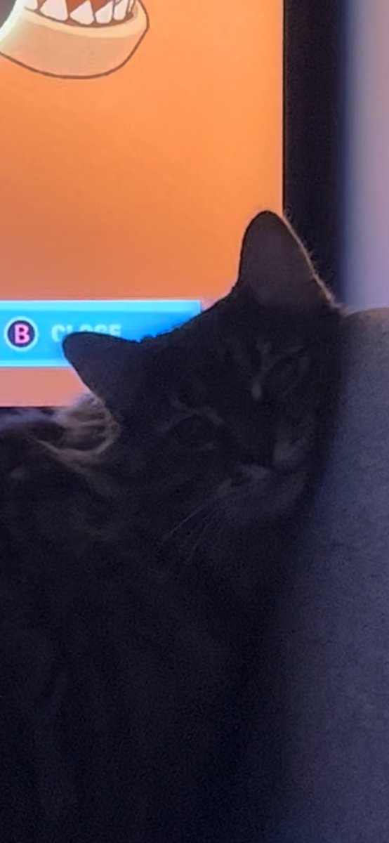 TH4_S4NDM4N's tweet photo. Even the cat is telling me I take too long to get into game! This is the “I’m waiting” face. #xbox #xboxshare @jessie8881 @CdnBacon7173 @korpsey101 #angrybuds #wellsyx61 #mrrawpapers702 #twitch #twitchtv #roachclan @jmonacy @AbelSan45056666 #CatsOfTwitter #mimzythecat https://t.co/AccVLFIiUB