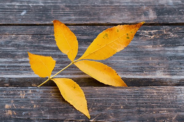 SleepEatSee's tweet photo. New artwork for sale! - "Yellow Ash leaf - Congress Park - Saratoga Springs NY" - https://t.co/mubgD7Ry4l @fineartamerica https://t.co/OjA1jVnTRa
