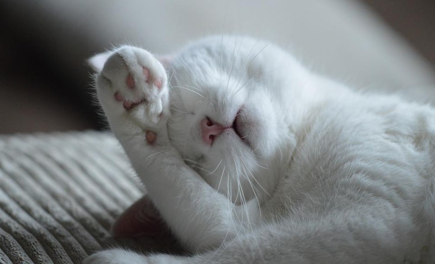In the quiet night, the soft moonlight carries my deep thoughts. On a warm night, the sparkling stars convey my sincere blessings. In this happy night, a good night brings you into a beautiful dream.