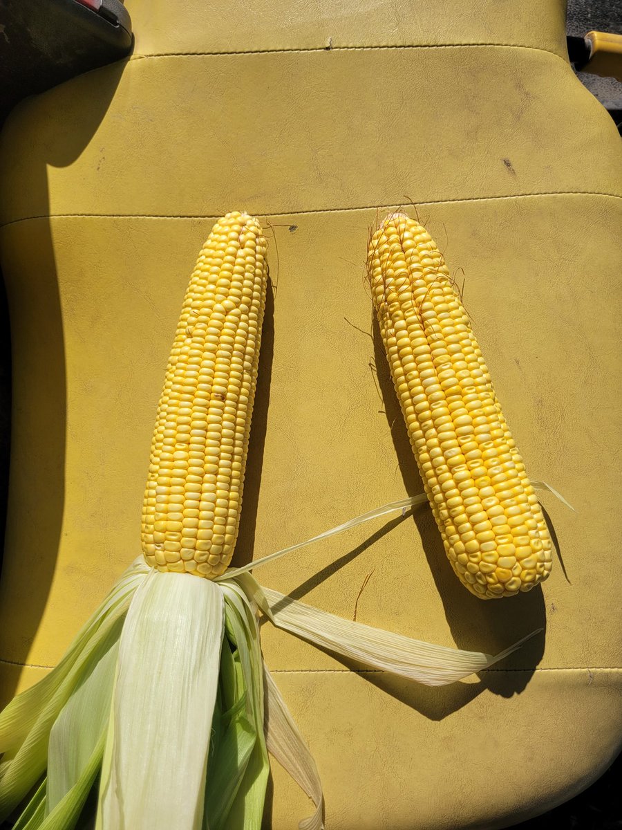 NervigMatt's tweet photo. 108 day champion 58a21 looking strong. One is 18×42 the other is 16×43. #bwfusion meltdown, biocast, respite, sea amino, and advance were used thru out the growing season. #betterbiology #iowa #iowafarm https://t.co/RQsLGMk8Qq