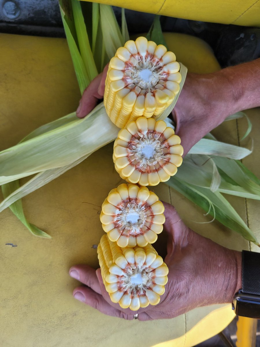 NervigMatt's tweet photo. 108 day champion 58a21 looking strong. One is 18×42 the other is 16×43. #bwfusion meltdown, biocast, respite, sea amino, and advance were used thru out the growing season. #betterbiology #iowa #iowafarm https://t.co/RQsLGMk8Qq