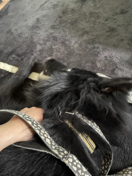 これは絨毯を破いたので反省中の犬です 