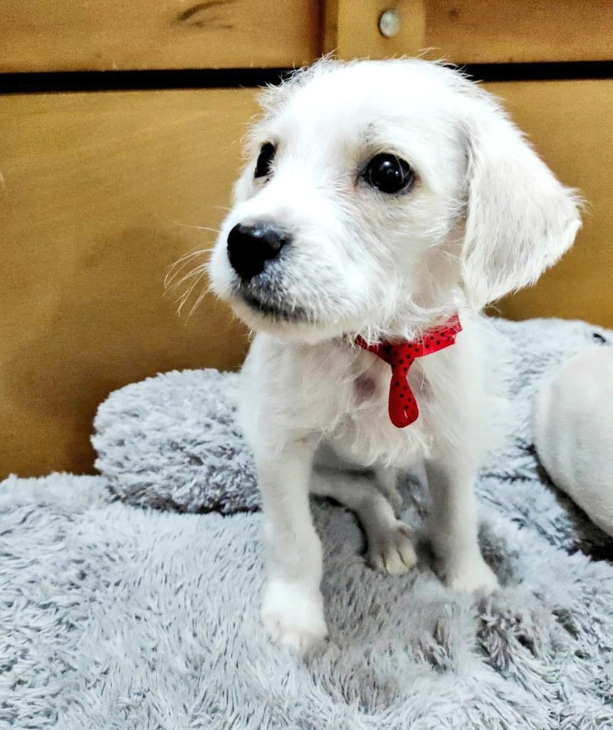 incondic_peru's tweet photo. CACHORROS EN ADOPCIÓN
Macho, 2 meses, desparasitado, tierno y muy juguetón. De adulto será más pequeño que un snauzer.

Hembras (negritas),  meses, vacunadas y desparasitadas, serán medianas de adultas.

Informes sobre los requisitos al WhatsApp 984 067 689.
#AdoptarSalvaVidas https://t.co/M33d2T4OES