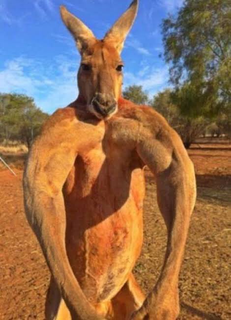 YOURE TELLING ME THAT THIS THING EATS GRASS ??? https://t.co/IQnmxGcgoT
