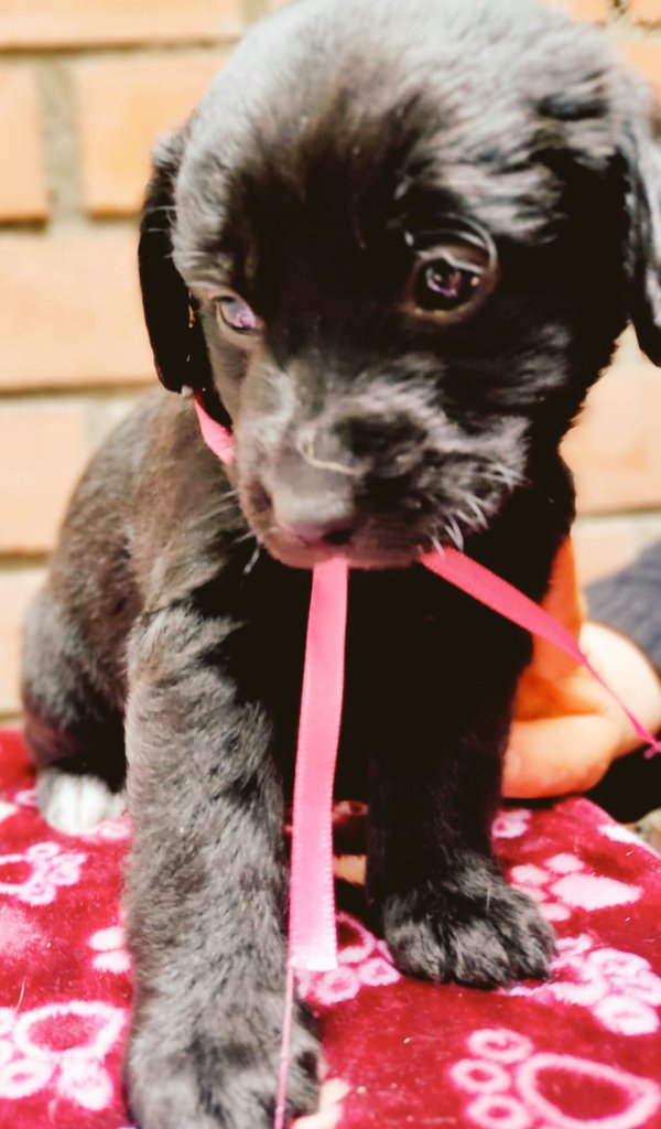 incondic_peru's tweet photo. CACHORROS EN ADOPCIÓN
Macho, 2 meses, desparasitado, tierno y muy juguetón. De adulto será más pequeño que un snauzer.

Hembras (negritas),  meses, vacunadas y desparasitadas, serán medianas de adultas.

Informes sobre los requisitos al WhatsApp 984 067 689.
#AdoptarSalvaVidas https://t.co/M33d2T4OES