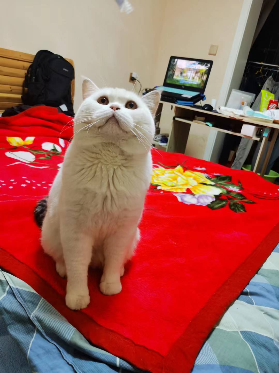 Experience LanLanWink's captivating presence now