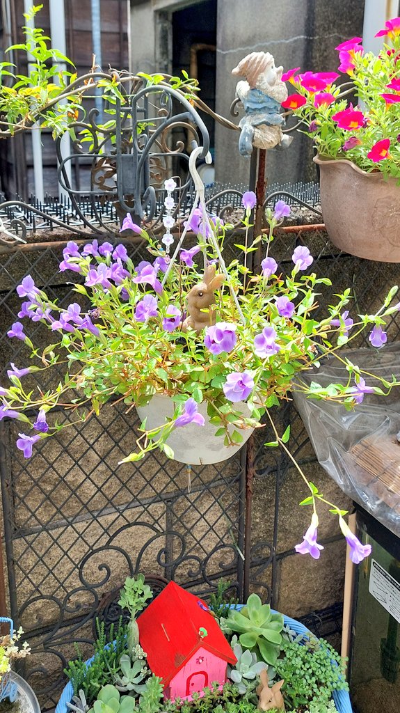 いづみちゃん スーパートレニアカタリーナ 紫色を切り戻ししたら また咲いてくれました ピンク色も そろそろ切り戻ししようかな 挿し木で 簡単に増えるのでお気に入りの 花です T Co Chc7skajxl Twitter