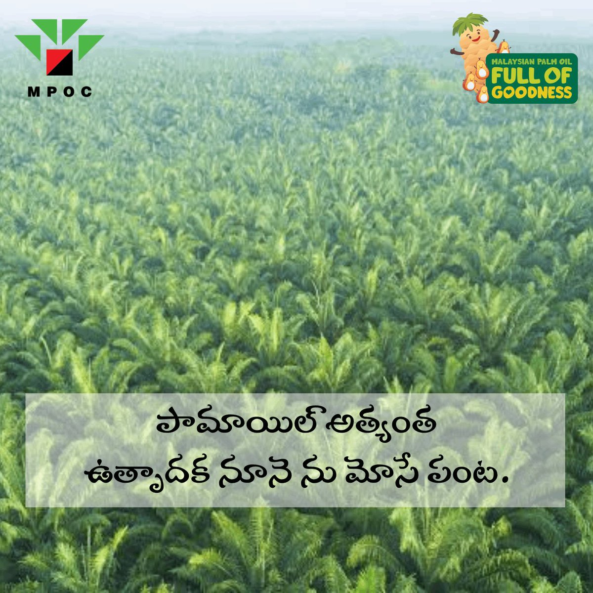 thinkpalmoil's tweet photo. #MPOC #Telugu #Andhra #Telangana #MPOCIndia https://t.co/i3UtkoAviz