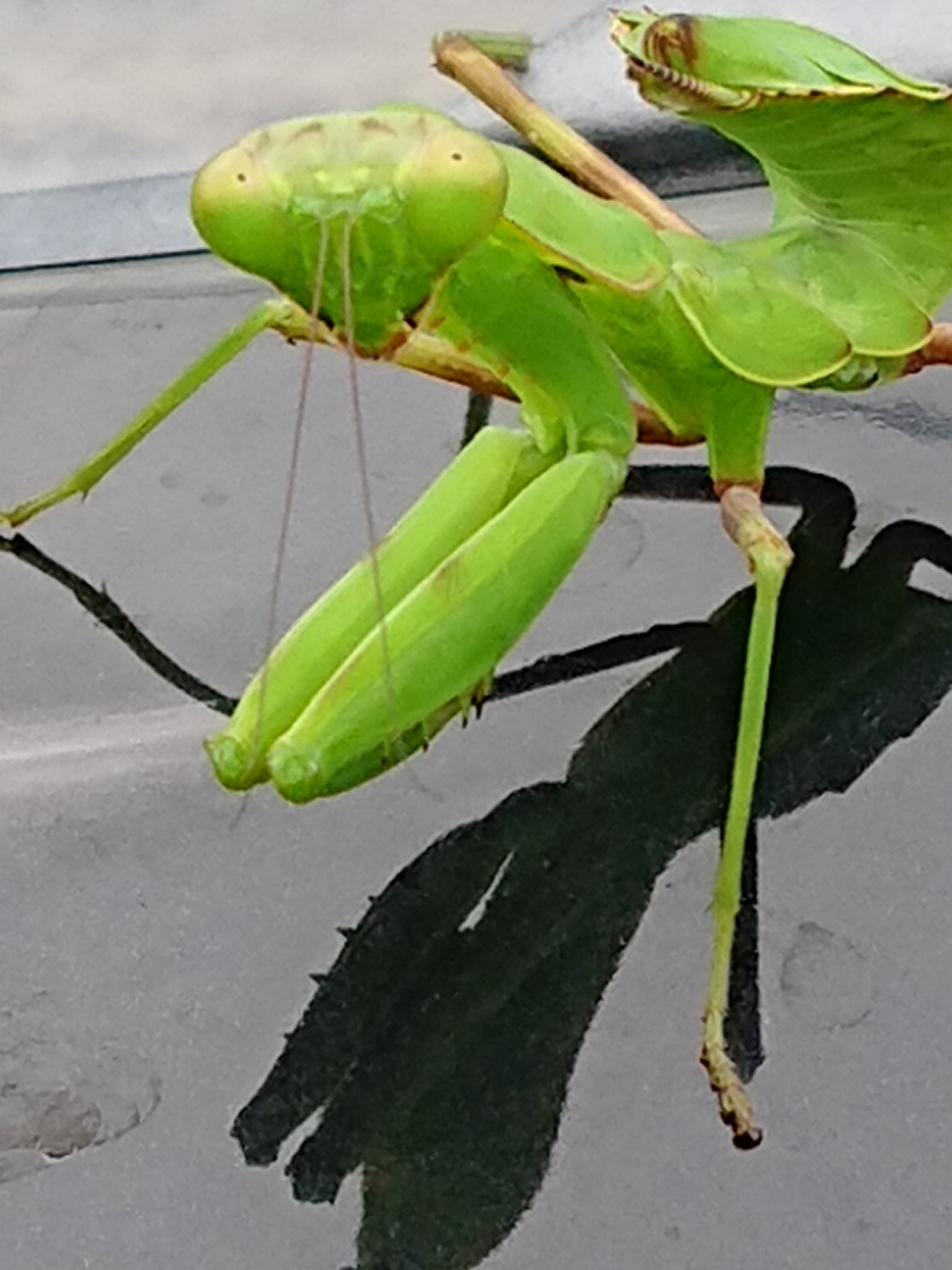 Re Ru Ku Mi カマキリさんｺﾝﾆﾁﾜ W って暑い中熱くなってるボンネットに ੭ ᐕ 笑笑 向けたらちゃんとカメラ目線 Gt 艸 Lt 𐤔𐤔笑 ちょっと移動してまた 向けたらちゃんとカメラ目線ꉂ 𐤔ꉂ 𐤔笑笑 顔が で ฅ Gt W Lt ฅ ｶﾜｲｲ 笑