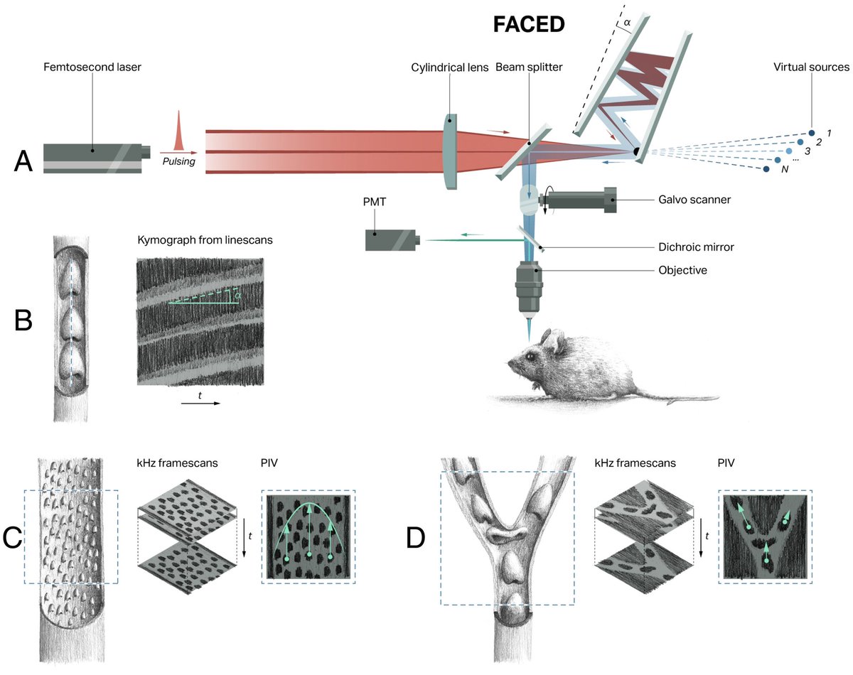 A nice commentary of our FACED imaging (led by <a href="/guanghan_meng/">Guanghan Meng</a> <a href="/NaJiBerkeley/">Na Ji</a>) of cerebral blood flow. Particularly the sketches of mouse and blood cells caught my eyes - nice &amp; neat! Maybe it’s time to try pencil sketch art for our next publications😜 pnas.org/doi/full/10.10…