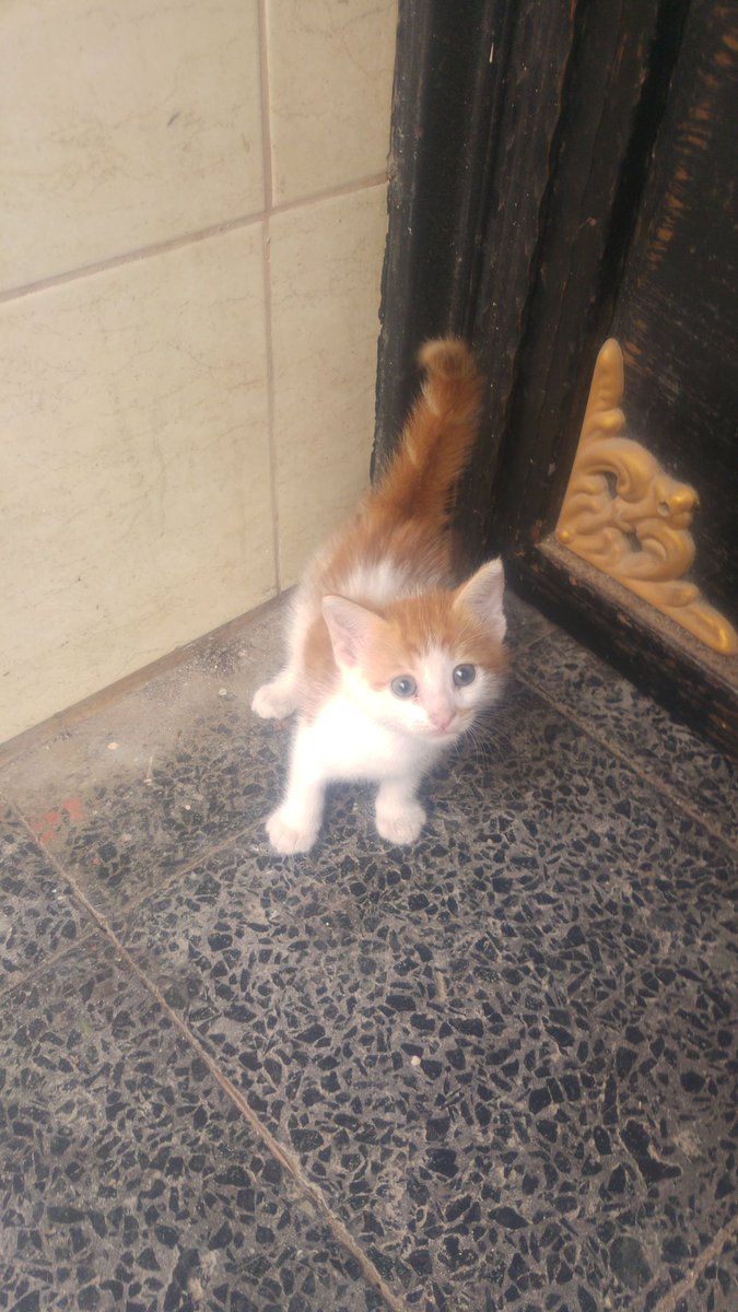 Sanada gunaydin kucuk hanim