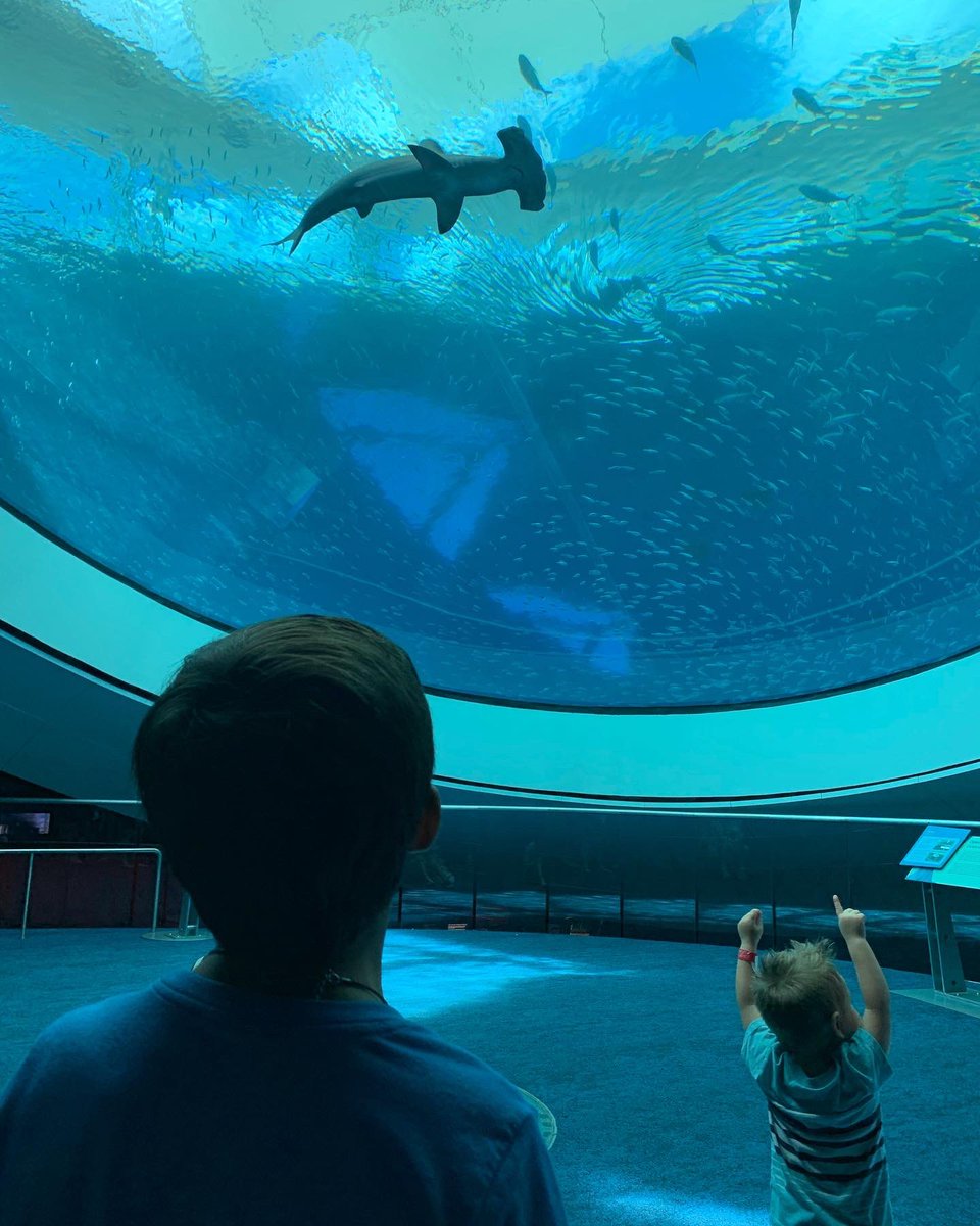 BettyBergnes's tweet photo. Looking up to nature @FrostScience 💙🌊 #dylanlee #oceanadventures https://t.co/EfC6I9n14K