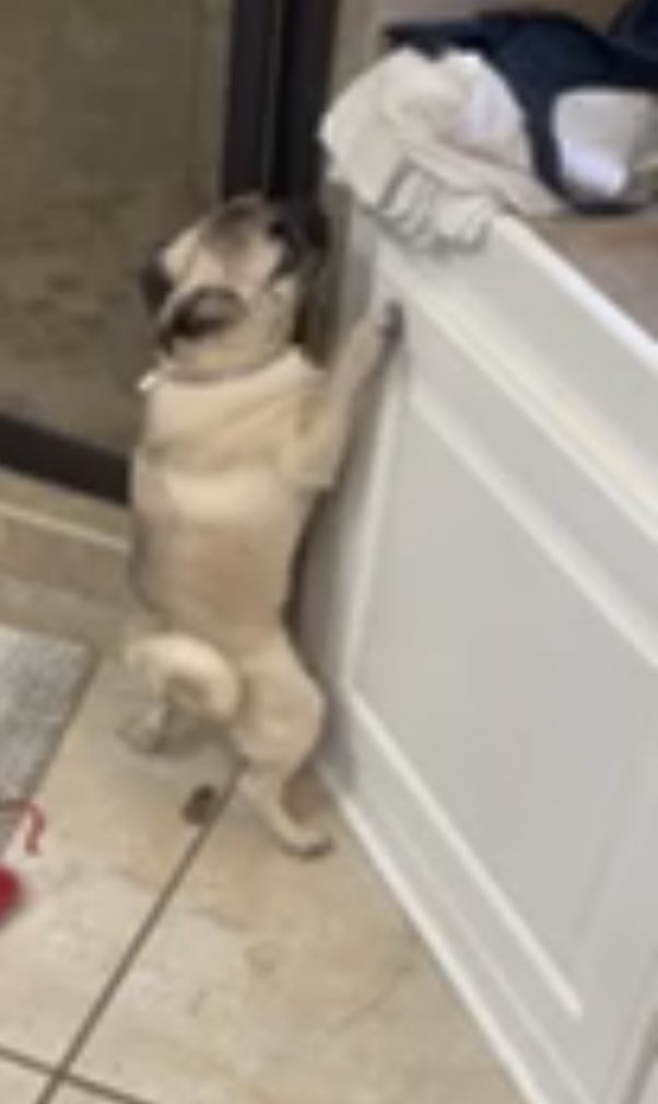 brennensmith2's tweet photo. My parents new dog poops standing up on it’s hind legs and my mom had to gather evidence for the vet. Caught red handed https://t.co/t4ABH5Acpw