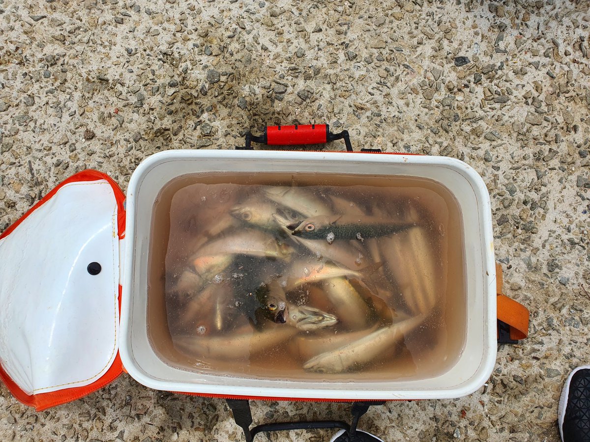 오늘의 짬낚 #고등어 #전갱이 판이네. 넣으면 1초안에 물어요 ㅜㅜ #감성돔 은 언제 볼수 있을까?  ㅜㅜ #진해  #소쿠도섬 #낚시 #캠핑