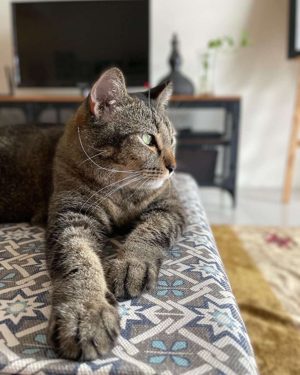 MowgMowgli's tweet photo. Korang dah start sibuk ke tu? 
#backtoschool #backtowork #backtonormallife 
🐱 https://t.co/E57wdDlcG4