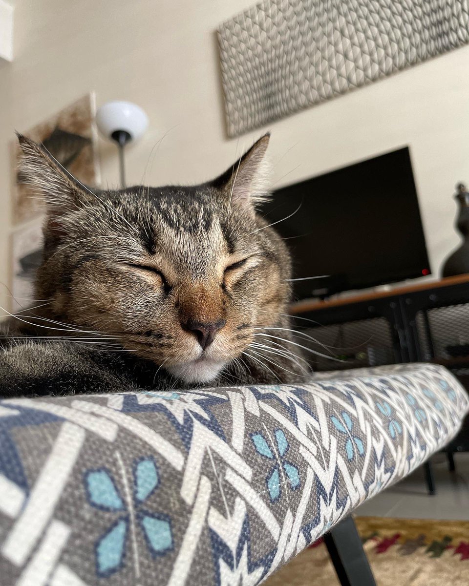 MowgMowgli's tweet photo. Korang dah start sibuk ke tu? 
#backtoschool #backtowork #backtonormallife 
🐱 https://t.co/E57wdDlcG4