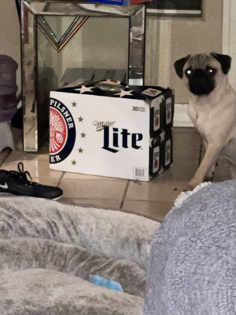 OutofboundsBD's tweet photo. Hey @MillerLite !
Whatcha think of this look?
He is watching his carbs and waiting to fetch a cold beer for his owner. #pugsoftwitter #pugs #beerdogs https://t.co/fnAEPwypt3