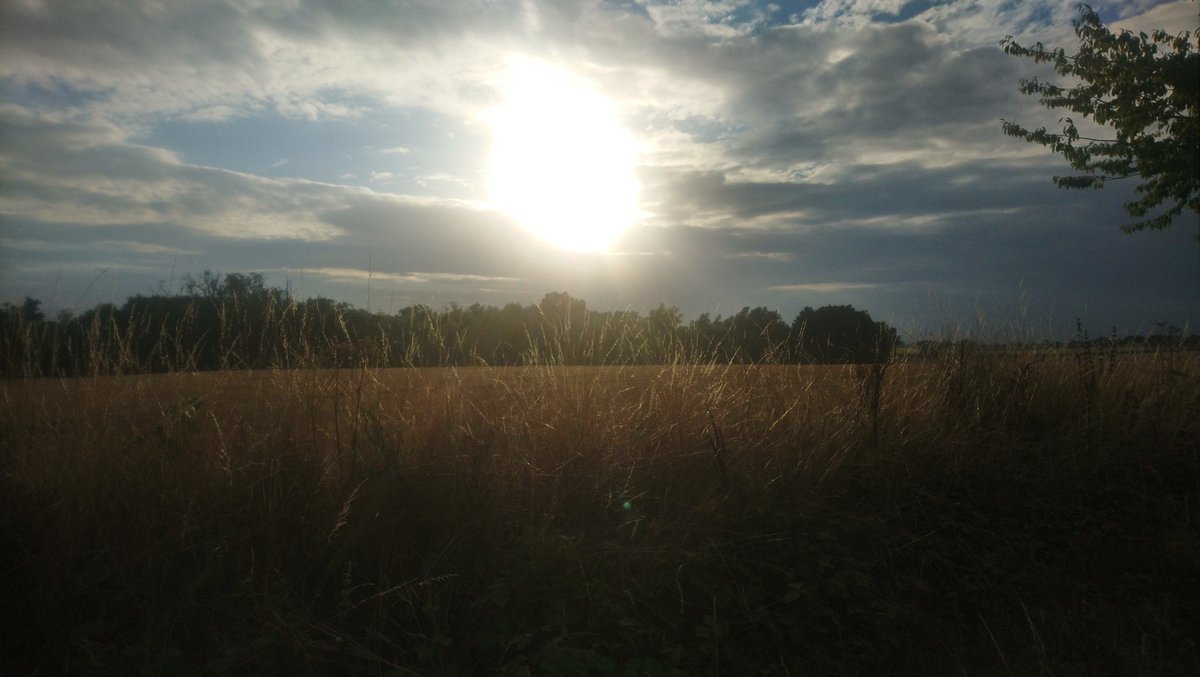 RachelBuk's tweet photo. The gorgeous countryside around Reedham on my bike ride yesterday. 😊 #reedham #norfolkcountryside #eveningcycle https://t.co/wBBGR7y7qG