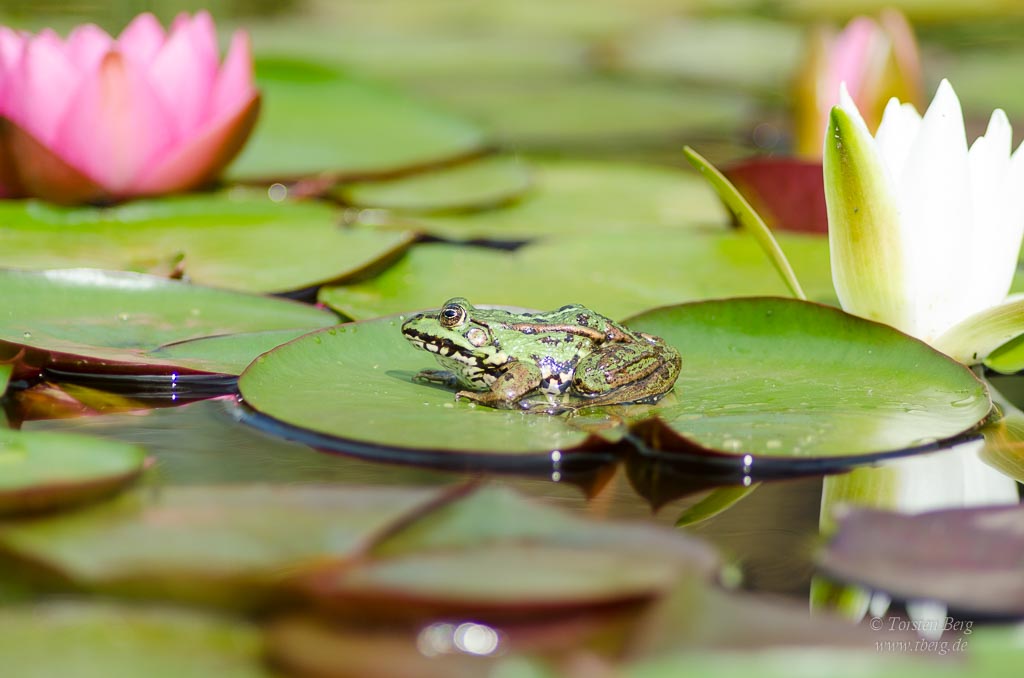 tberg_de's tweet photo. Ich habe die Prinzen im Seerosenteich wieder einmal besucht. Habt ihr schon einmal an lauen Sommerabend an einem Teich gelegen und dem Konzert der Frösche zugehört? #Amphibien #AnFlußundSee #FotoTip #Lurche #Naturschutz #WildesDeutschland
https://t.co/FFMeur2DQr https://t.co/Bxr88zdL3A