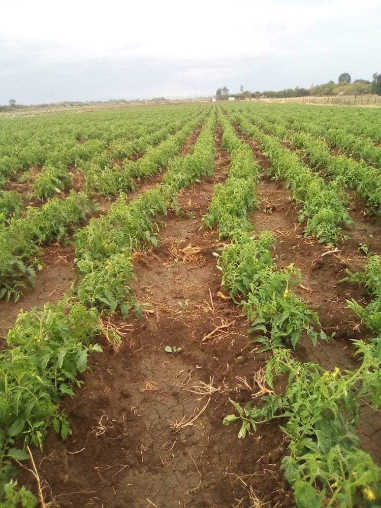 MainaBonface8's tweet photo. By seedlings agronomist https://t.co/ZACmgAxRkA