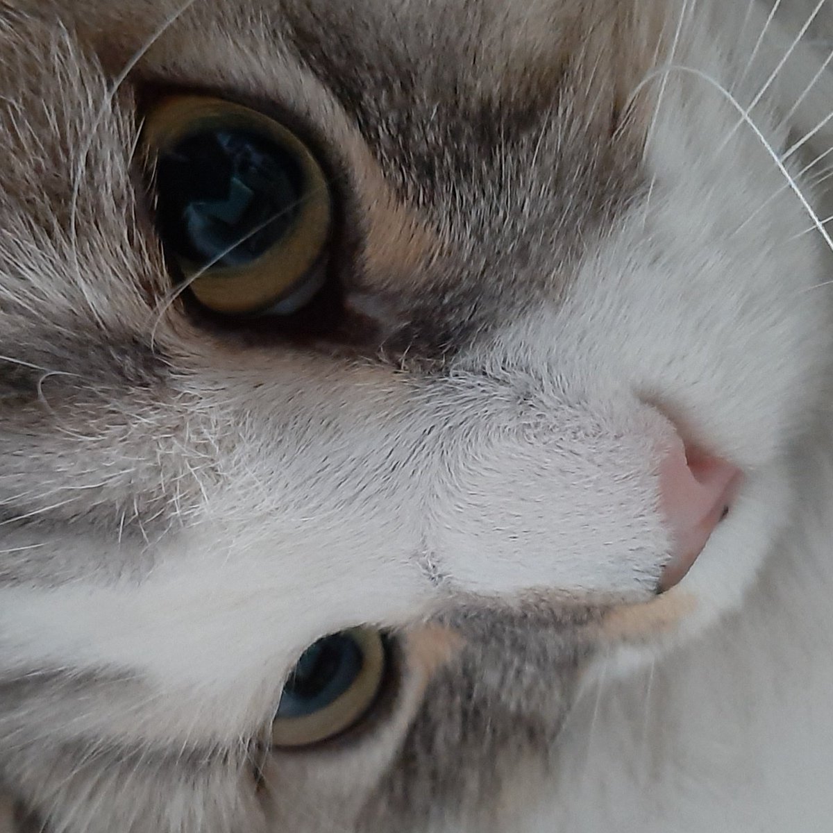 veefigrief's tweet photo. My cat has started a wake up service which forces you to give her a lot of pets and snuggels at the time she wakes you up. Today it happend to be at 6 am so wakey wakey https://t.co/2KjeZnhjIL