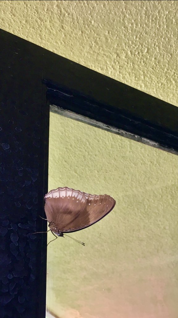 vrundavs's tweet photo. I …
Didn’t have to frame her..
She framed herself..,,
With the window 🪟 frame 🖼
A visiting #butterfly for…
#TitliTuesday ~~#IndiAves
@Bhrigzz
#windowstories https://t.co/BXsDr55t18