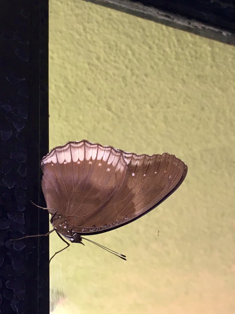 vrundavs's tweet photo. I …
Didn’t have to frame her..
She framed herself..,,
With the window 🪟 frame 🖼
A visiting #butterfly for…
#TitliTuesday ~~#IndiAves
@Bhrigzz
#windowstories https://t.co/BXsDr55t18