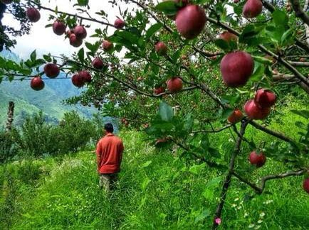 More context. There is no motorable road to Kalap/Karba. So when the Apple harvest does happen, the apples must be carried 6 hours down one mountain, across a stream with a pulley, and up another mountain to the closest road, on mules.