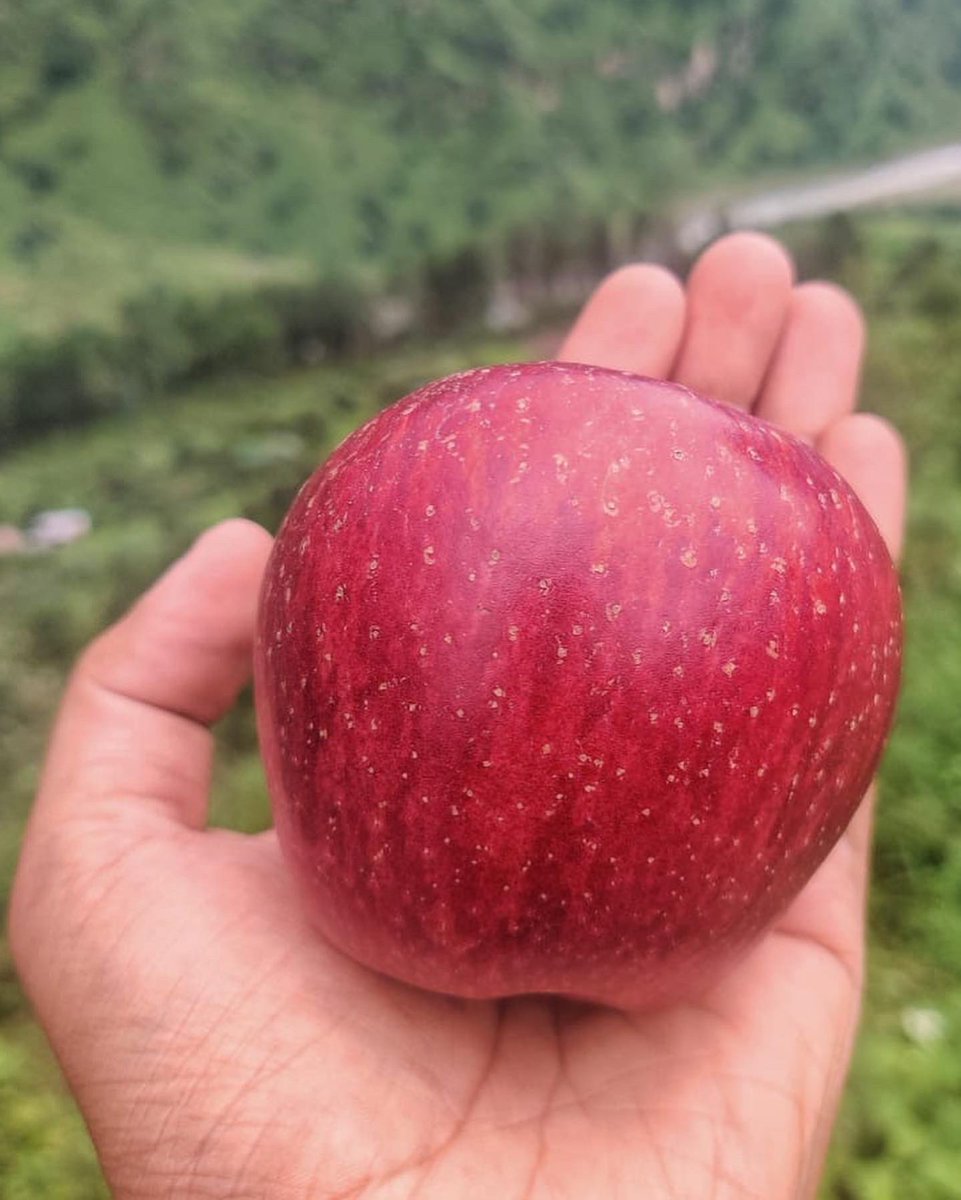 The Apples though are legendary in the Valley. That deep red. And now what’s truly special is that this Apple Harvest is up for sale for the VERY FIRST TIME, yup.