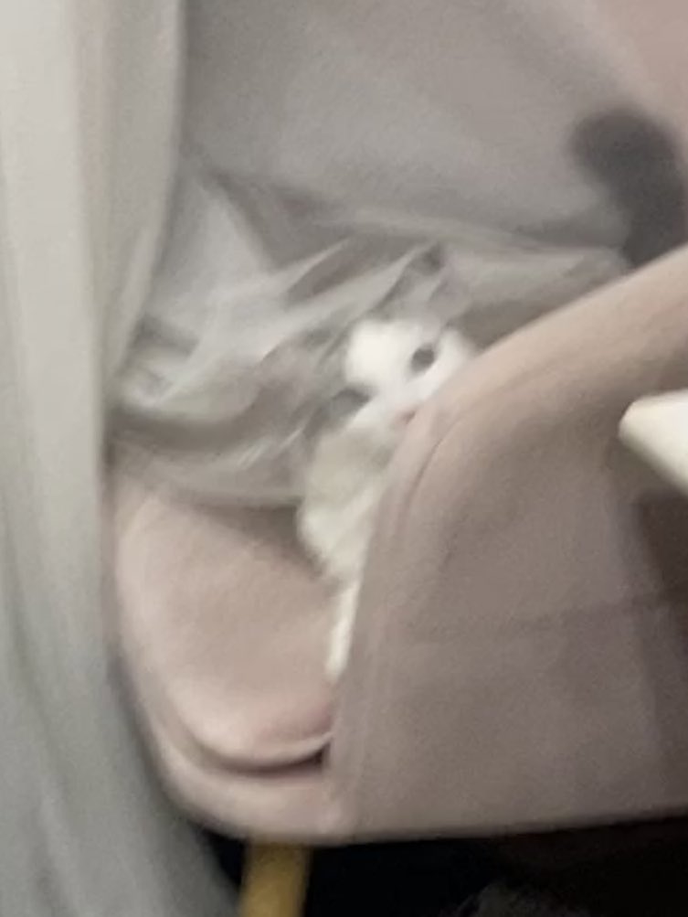 💗 MOCHI 💗 tweet media