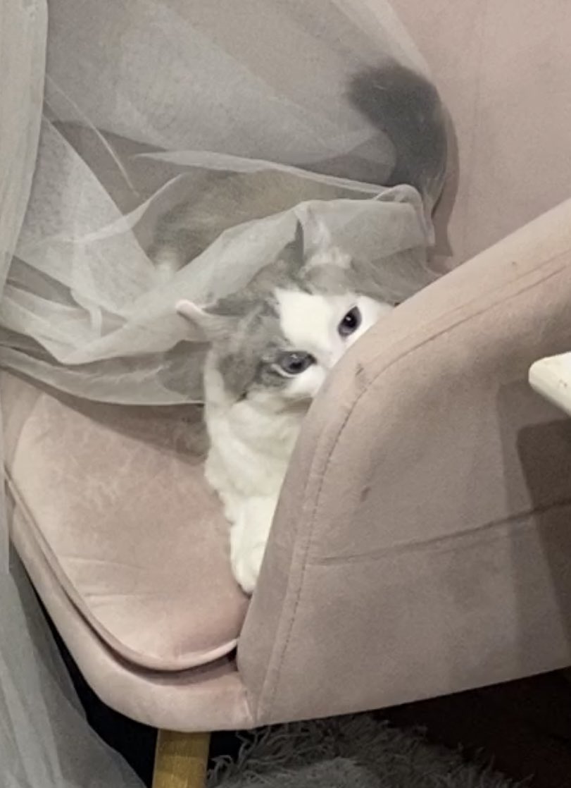 💗 MOCHI 💗 tweet media