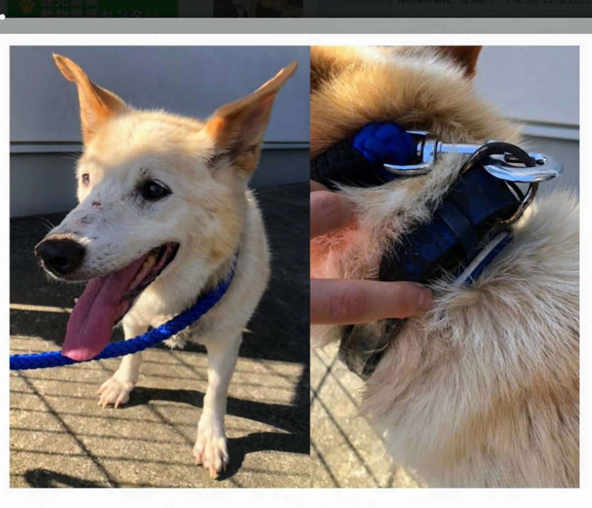 san_3kouji's tweet photo. 2週間前から行方が分からなくなっていた我が家の16歳の老犬🐕️
目もほぼ見えず、耳もほぼ聞こえない。。。
探してもなかなか見付からず諦めかけていた矢先…迷い犬の情報が💥
どうやら、川に流され溺れかけていたのを、どなたかが発見して助けてくれたよう✨😭
本当に感謝です✨無事に帰還🙌 https://t.co/bEHwHDCR4R