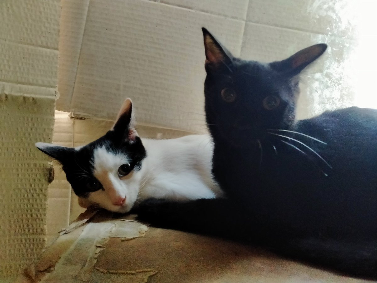 #Balaguer #Lleida #XarxaBarcelonaAdopcions #XarxaCatalunyaAdopcions  Aquests tres 🐱  busquen #adopcionresponsable  Tenen quatre mesos, t'animes? Es diuen per ordre de fotografia; Sven, Sigurd i Olaf  Contacte per DM amb <a href="/Avelimelis/">Antoni Velimelis</a> o jo mateixa.