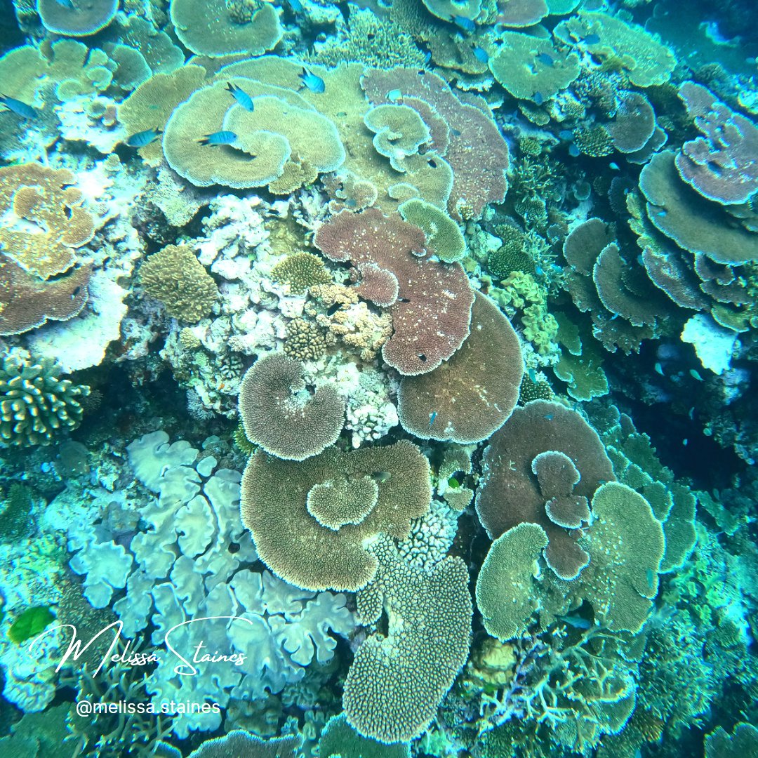 Melissa_Staines's tweet photo. Stunning Moore Reef visit on Gunggandji Sea Country with @abbilscott a few weeks ago for the on-water training day of the Cairns-Port Douglas Reef Hub π π Over 90% coral cover on the crest and I even saw an endangered Prickly Redfish aka Pineapple Sea Cucumber π₯ #GBR #MooreReef https://t.co/zVyraSWpjB