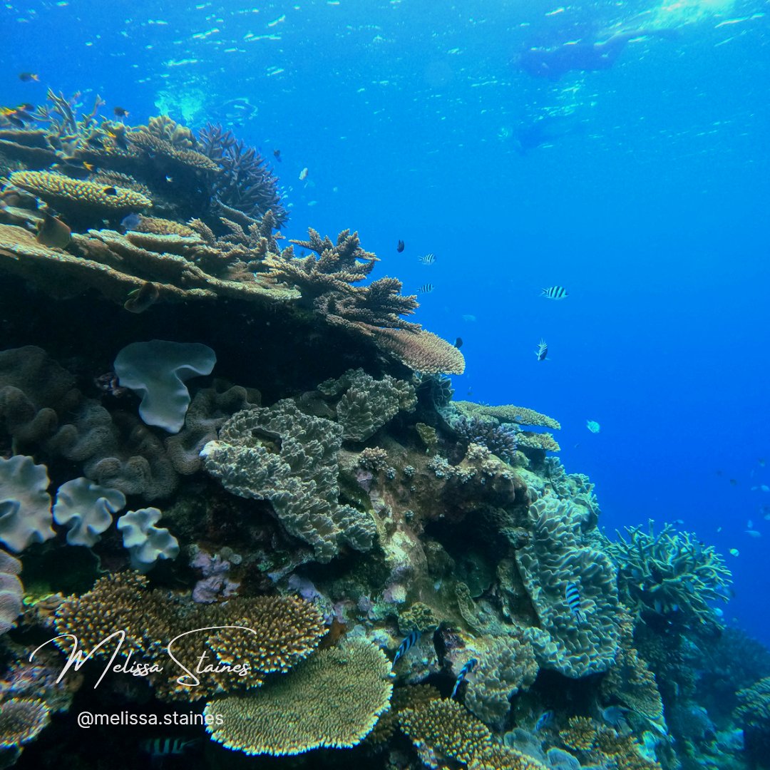 Melissa_Staines's tweet photo. Stunning Moore Reef visit on Gunggandji Sea Country with @abbilscott a few weeks ago for the on-water training day of the Cairns-Port Douglas Reef Hub π π Over 90% coral cover on the crest and I even saw an endangered Prickly Redfish aka Pineapple Sea Cucumber π₯ #GBR #MooreReef https://t.co/zVyraSWpjB