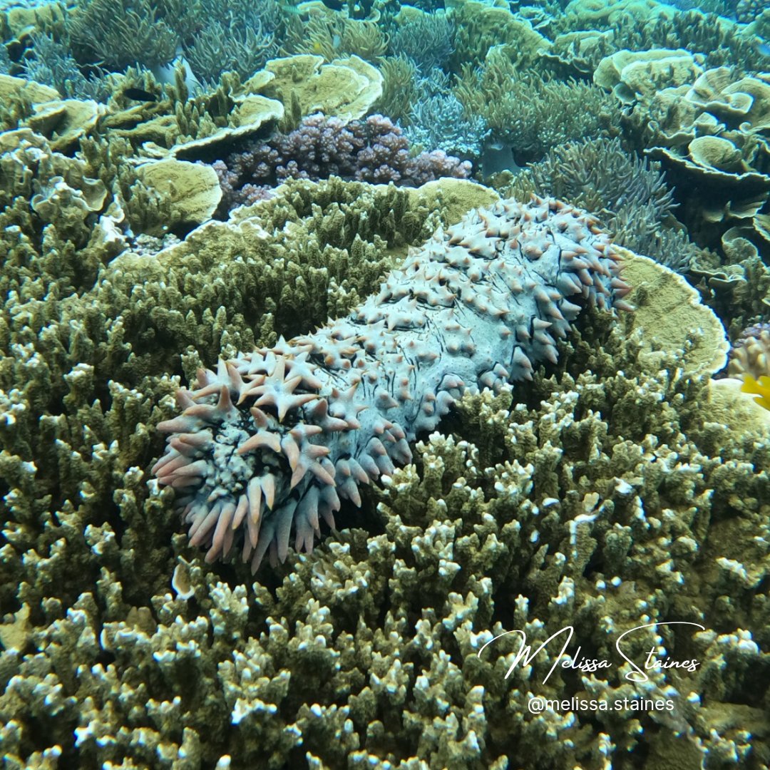 Melissa_Staines's tweet photo. Stunning Moore Reef visit on Gunggandji Sea Country with @abbilscott a few weeks ago for the on-water training day of the Cairns-Port Douglas Reef Hub π π Over 90% coral cover on the crest and I even saw an endangered Prickly Redfish aka Pineapple Sea Cucumber π₯ #GBR #MooreReef https://t.co/zVyraSWpjB