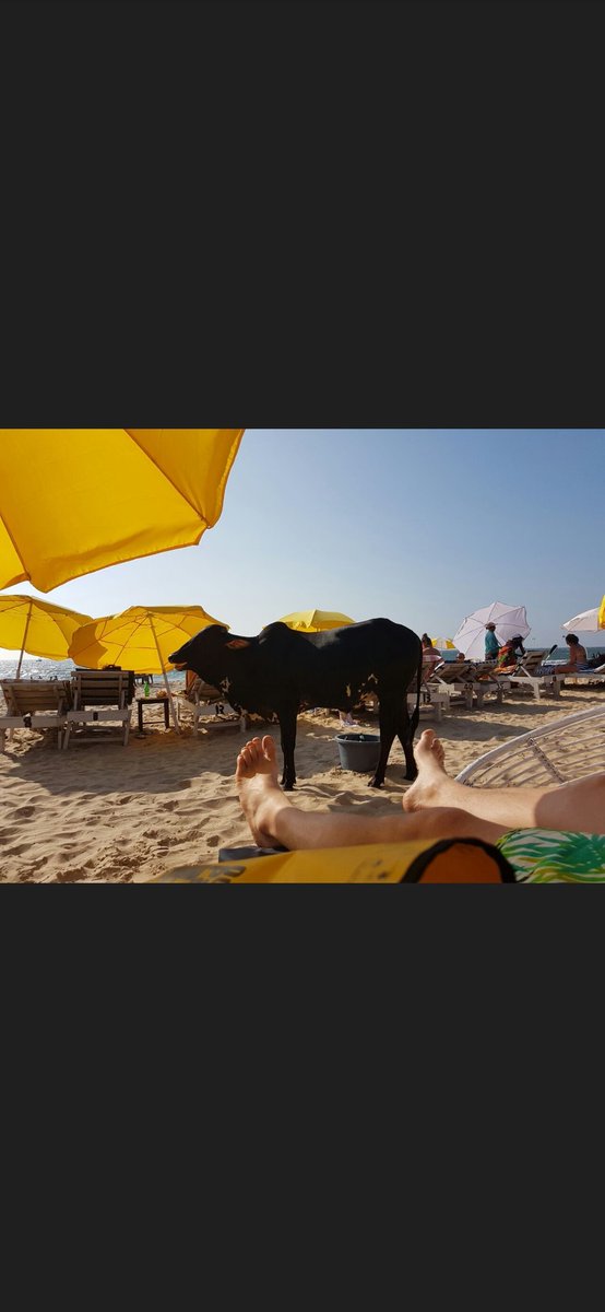 Jeph1984's tweet photo. @hiitaylorblake Love this. It reminds me of cows in the beach in Goa https://t.co/fCFQi8pbgs