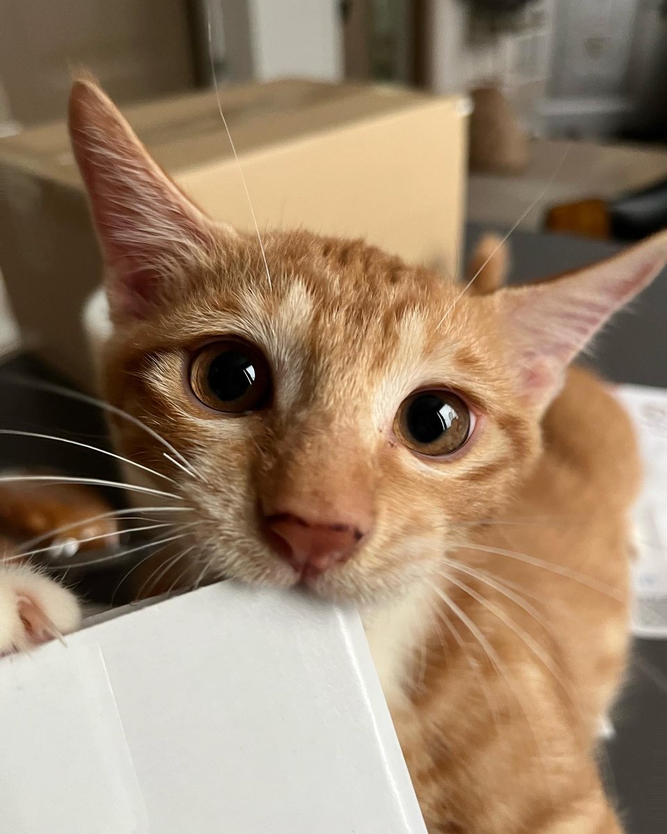 arslan_doll's tweet photo. RT thx) 혹시 3개월 사내놈 치즈냥이 입양하실 분 계실까요? 현재 안성에서 임보 중이고 2차 접종도 완료. 완전 발랄 그 자체 캣유딩이랩니다.. 현재 임보자 연락처 및  입양 조건은 첨부한 사진 참고해 주세요..!! https://t.co/S6DptaVhIq