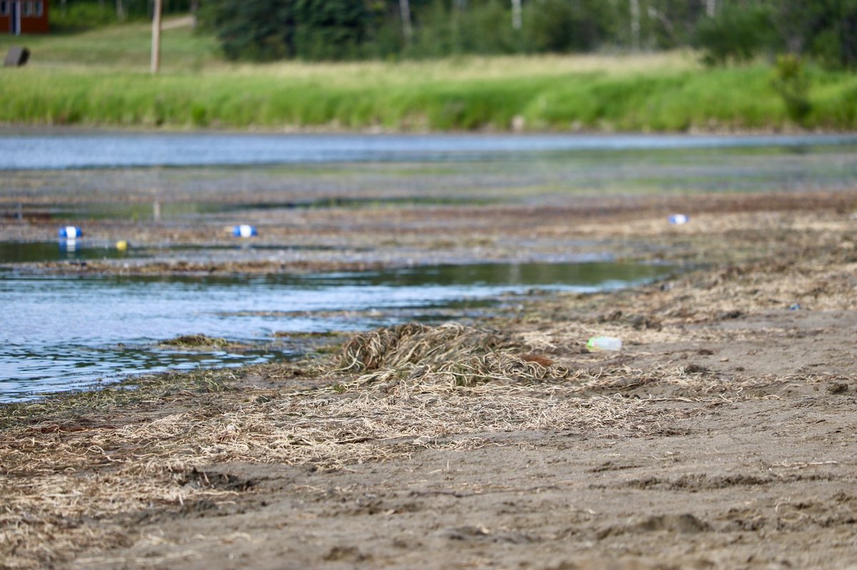klondikesue's tweet photo. Time to clean the beach at Wabamun Provincial Park @Albertaparks #wabamunprovincialpark #weeds #cleanthebeach #camping https://t.co/XZwPj3quoy